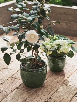 Blumentopf