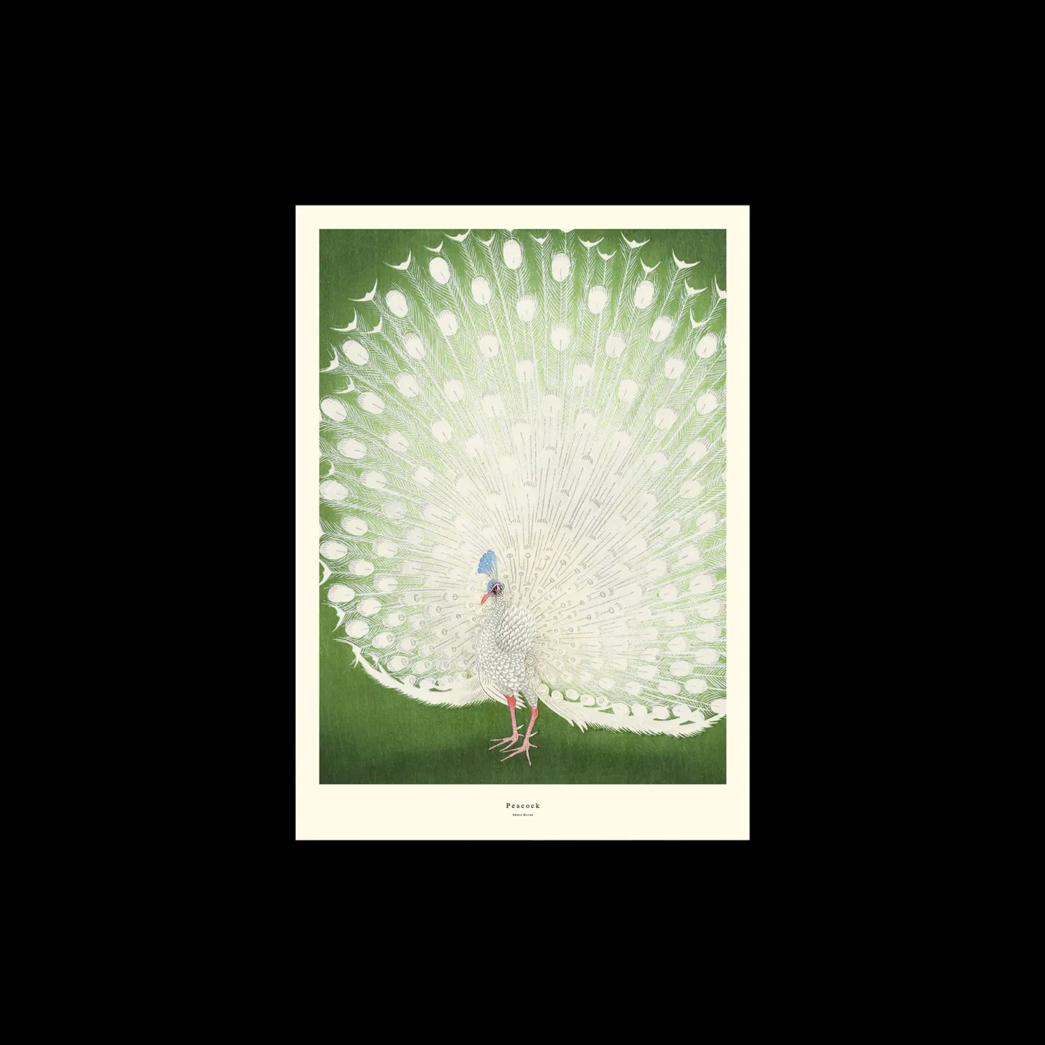 Poster Peacock A3